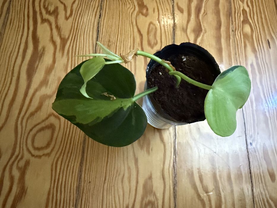 Epidendrum Floribundum425382109480888321