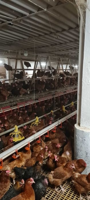 Kury Nioski Młode z pierwszym jajkiem.Zdrowe piękne z wybiegu..