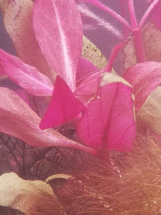 Plantas Aquário Podas 20 PÉS