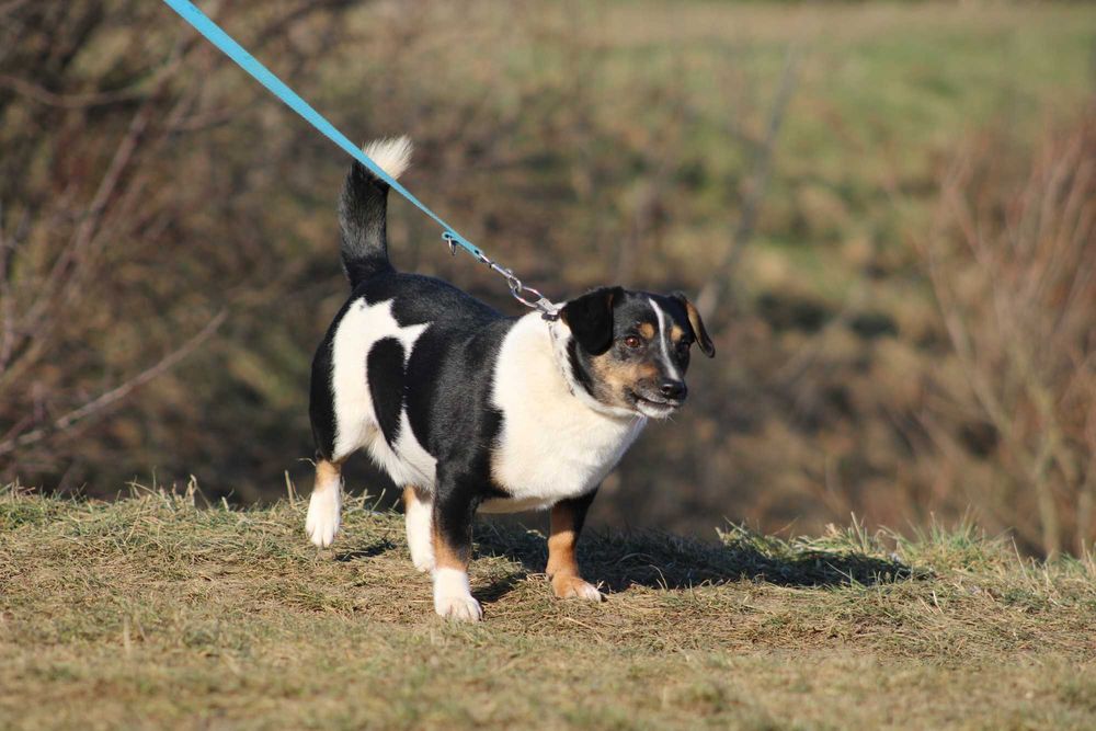 APART pies młody adopcja schronisko lękliwy