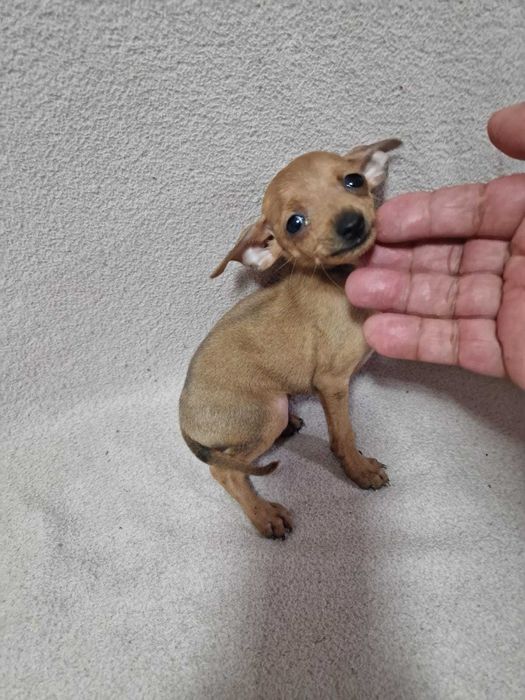 Pinscher miniatura