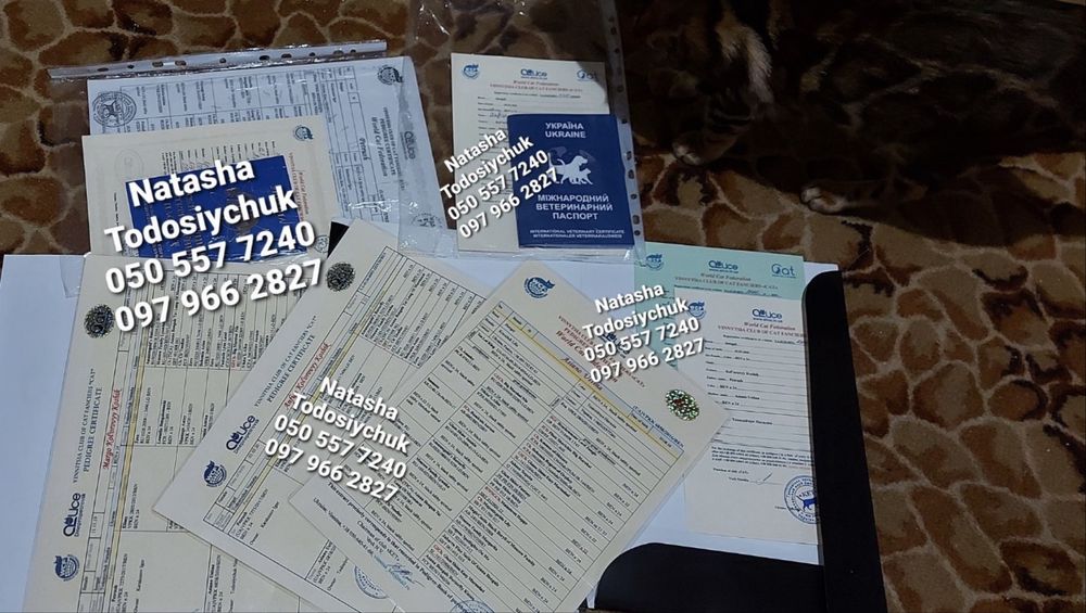 Кошенята бенгала з професійного розплідника
