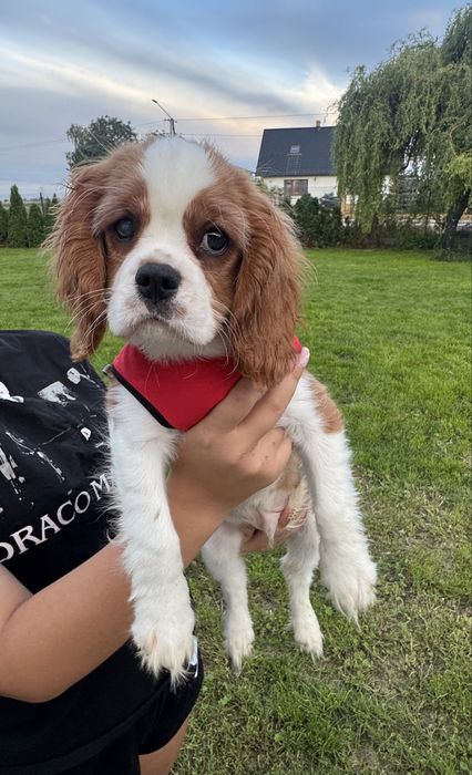 Cavalier King Charles Spaniel