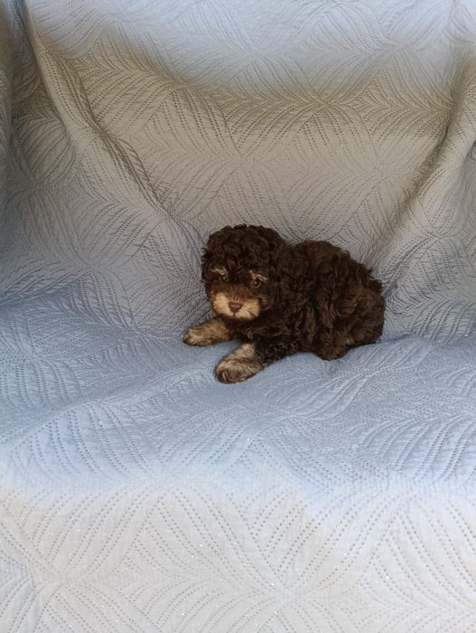 Poodle/Caniche toy macho