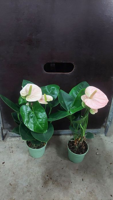 Продам вазон антуріум