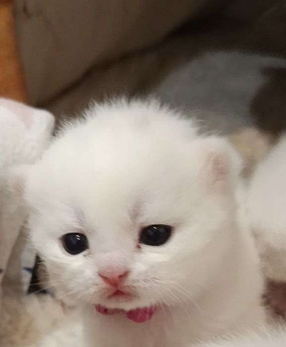 Kot Brytyjski Krótkowłosy rodowód FPL