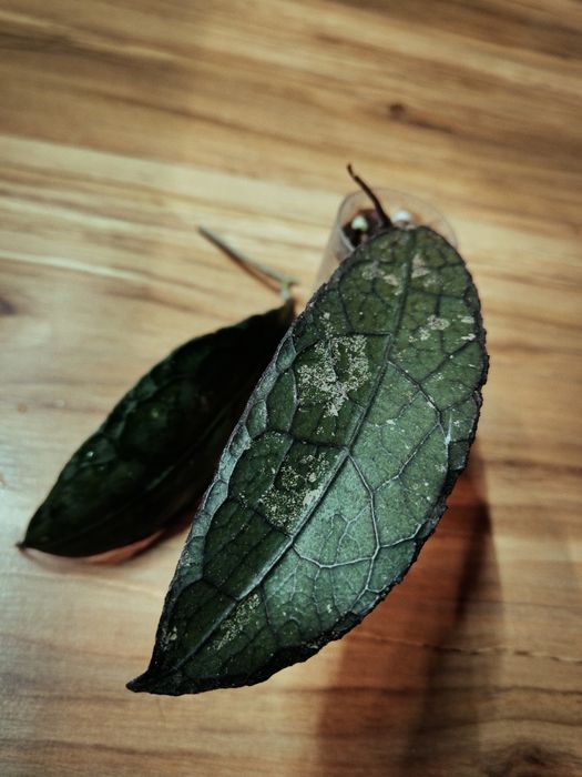 Hoya hoja Clemensiorum Red K2 Verticillata Silver