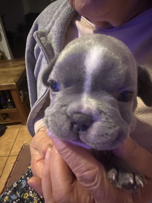 Buldogue Francês macho