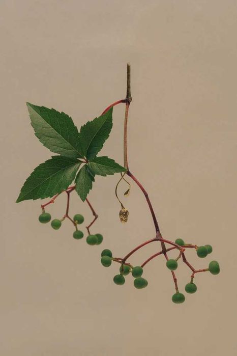 Okryk Twisted Earrings with Poppy Bud and Dew Drop