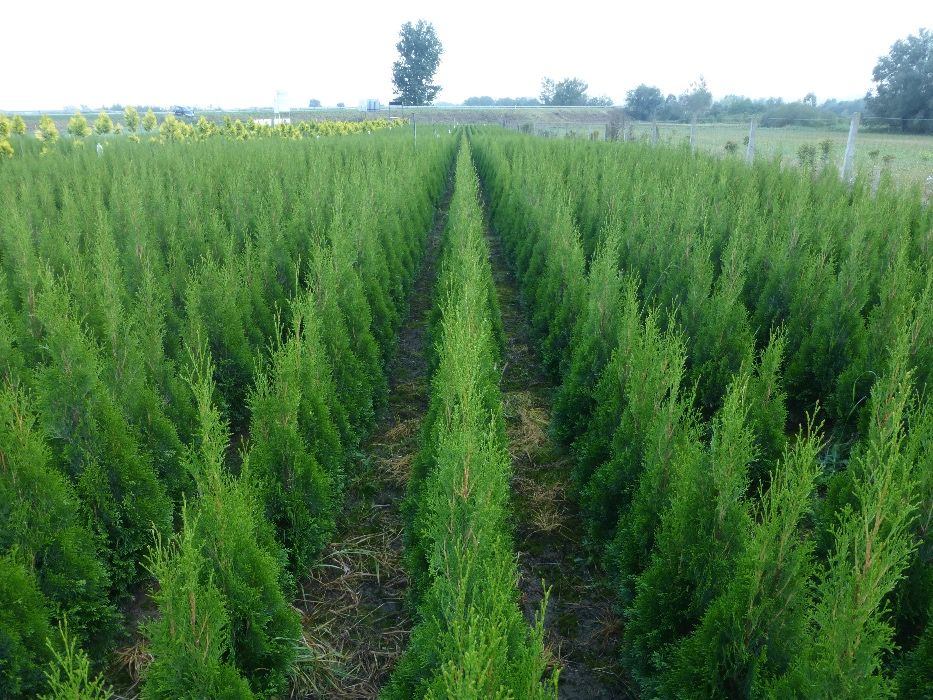 tuja Szmaragd do 170 cm Thuja Smaragd (ZAKLICZYN)