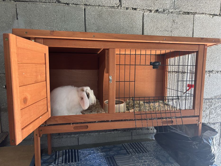 Kit coelho anao mini lop bellier