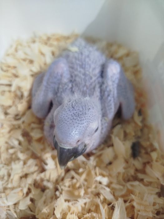 Ara ararauna ararauna