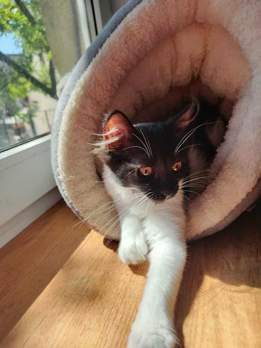 Rezolutna syberyjka Jasya szuka domu