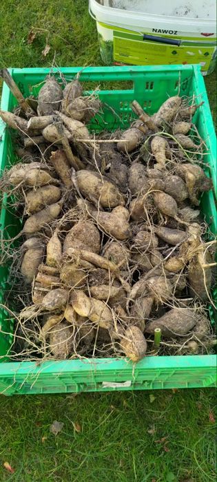 Cebulki kwitów dalie