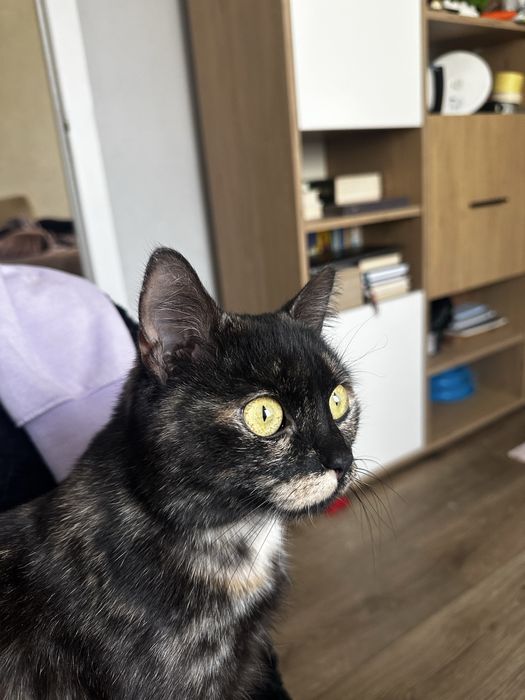 Молода лагідна кішка кішечка черепашка кошеня до року шукає родину