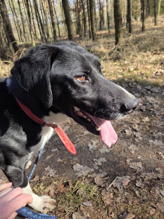 Bolek szuka domu