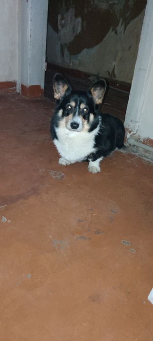 В'язка Кабель Вельш корги пемброк.