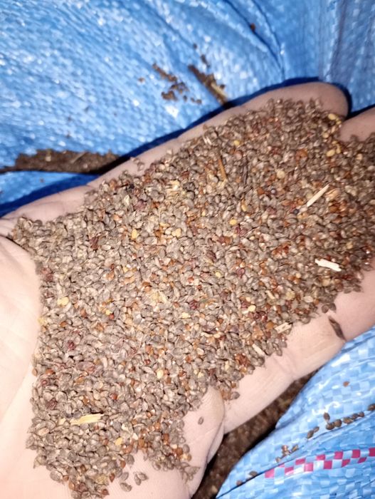 Gryka, płaskurka, owies, gorczyca , ziemniaki, nostrzyk, EKO, BIO