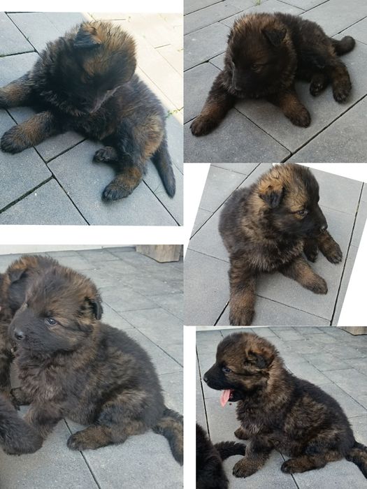 Owczarek niemiecki długowłosy sZczeniak