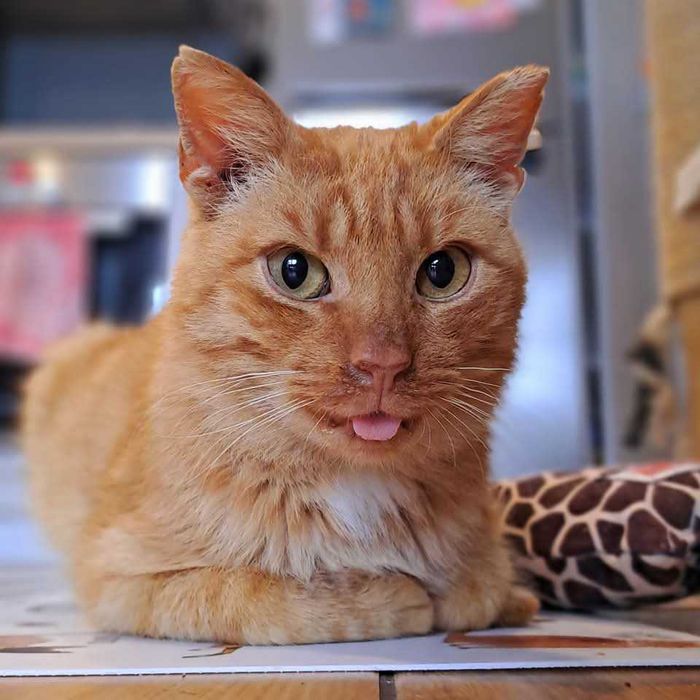 Rudy kocurek szuka swojego miejsca