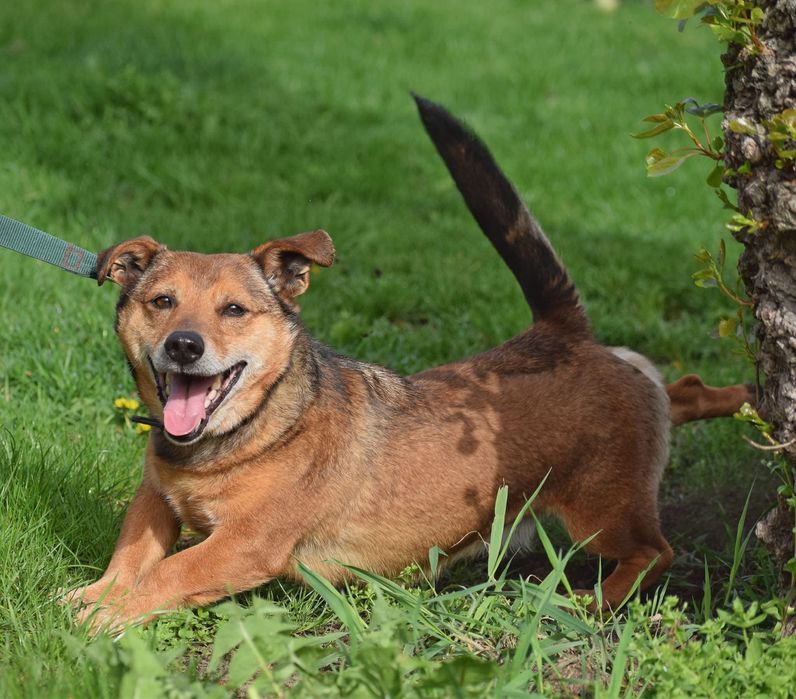 Mały, rudy Ekwador szuka domu!
