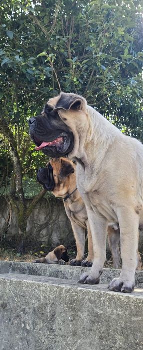 Mastiff inglês disponível