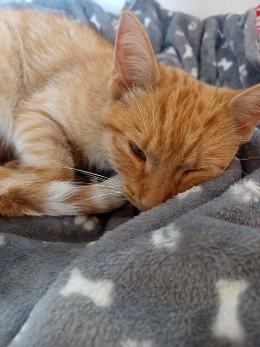 Zagineła moja ruda kotka w poznaniu