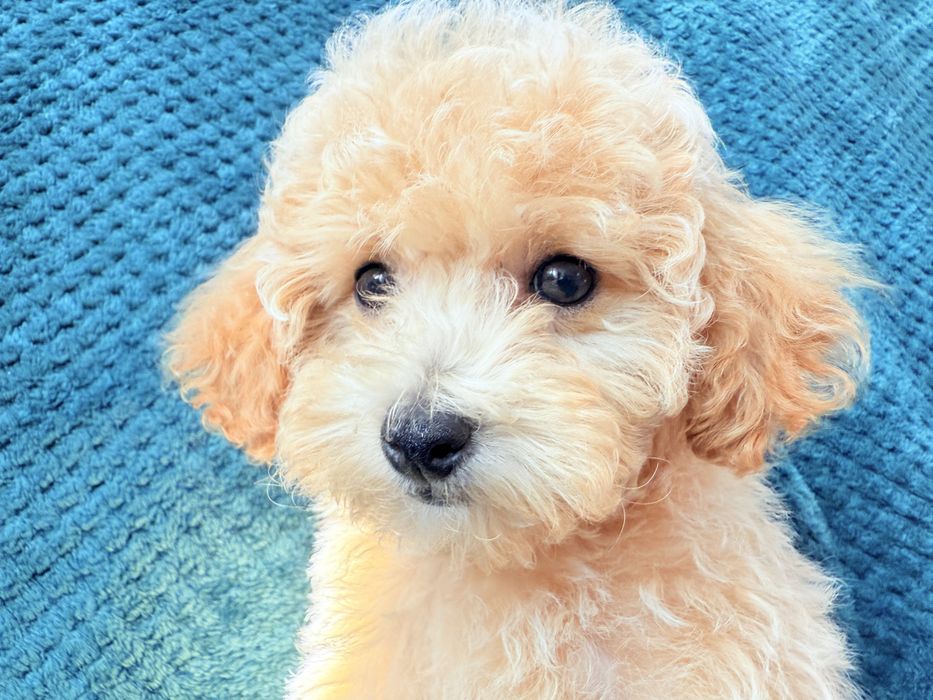 MALTIPOO F1B  po pudlu Toy - suczka