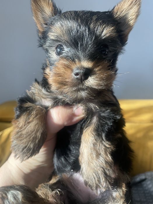 York yorkshire  szczeniak miniaturka  mini xxs 500 gram