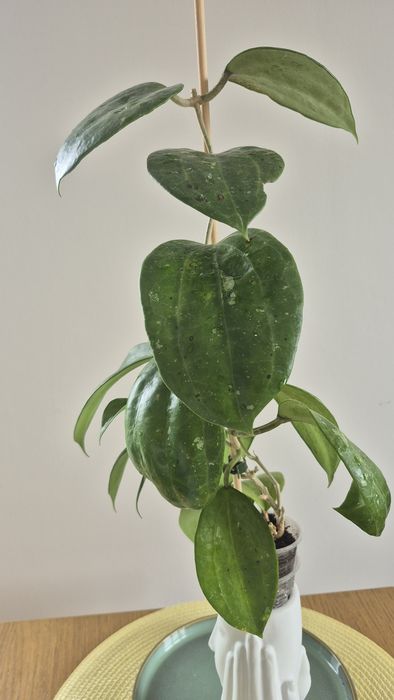 Hoya  Hoja MACROPHYLLA  BAI  BUA cięta