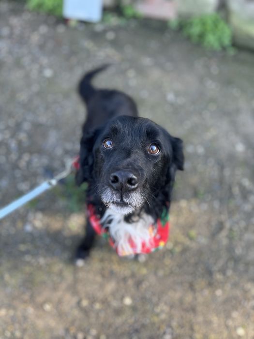 Panda- Porte médio/pelo semi-longo