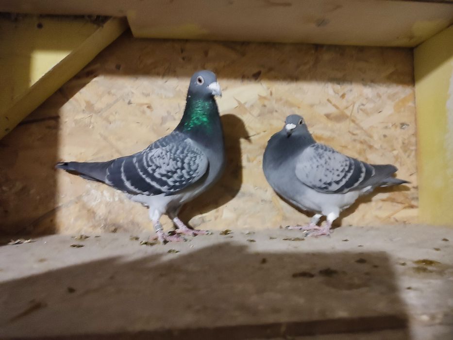 Likwidacja hodowli gołębi pocztowych.