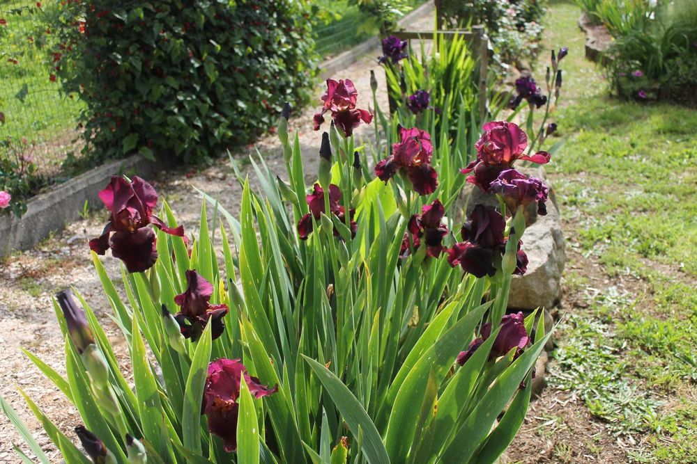 Iris  a venda differentes cors