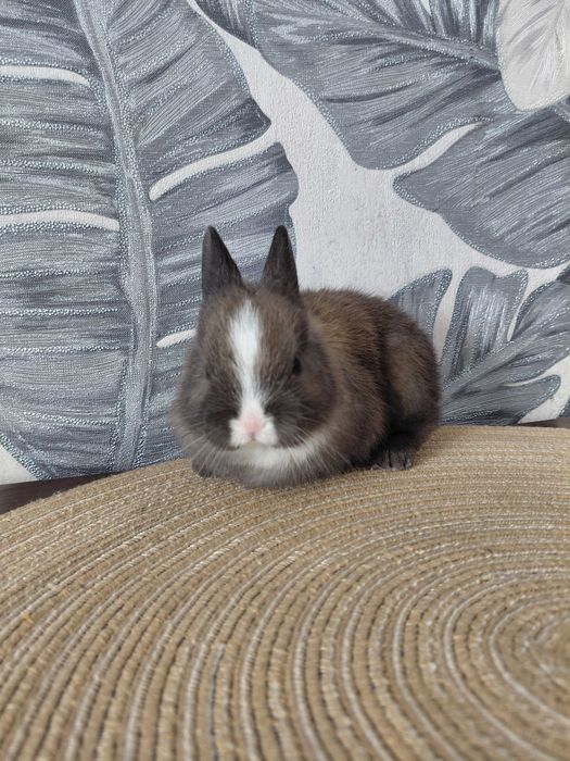 Продам декоративного кролика