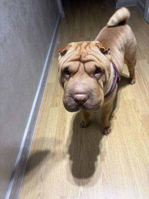 Случка шарпей одесса