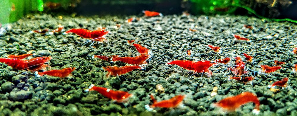 Krewetki Caridina Red Ruby Extreme ZAMIANA GRATIS PROMOCJA