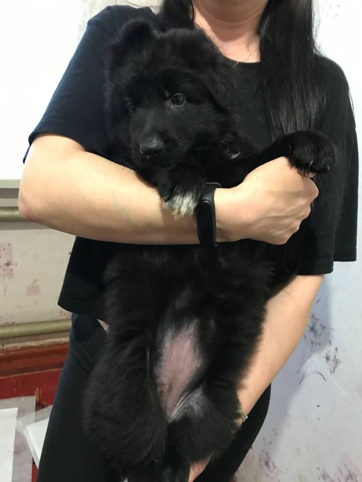 Продаж цуценят ДШ Німецької вівчарки