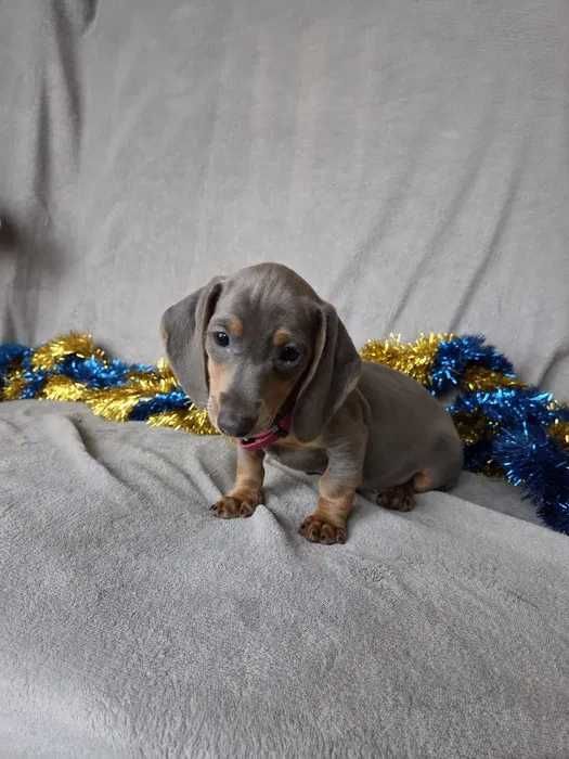 Teckel blue disponível