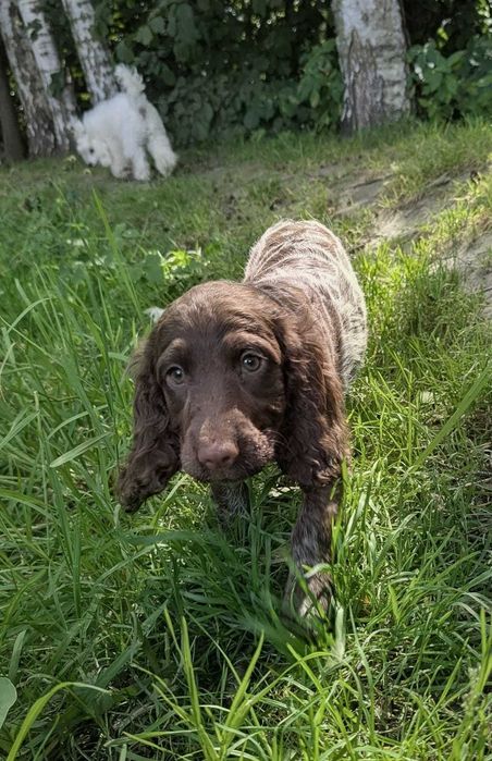 Szczeniak Polski Spaniel Myśliwski