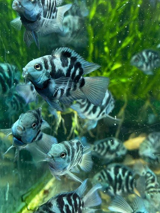 Акваріумні рибки