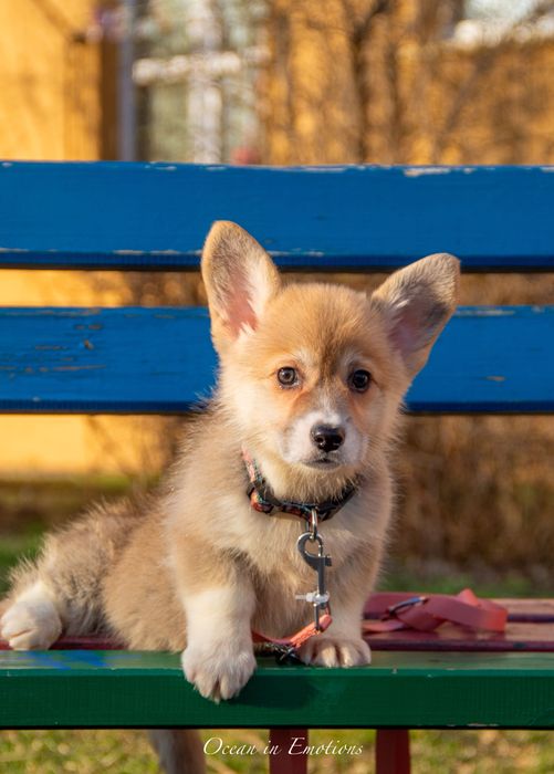 FCI – genetycznie wolne Corgi