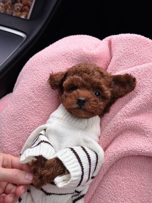 Охайний мальтипу/maltipoo F1 PREMIUM