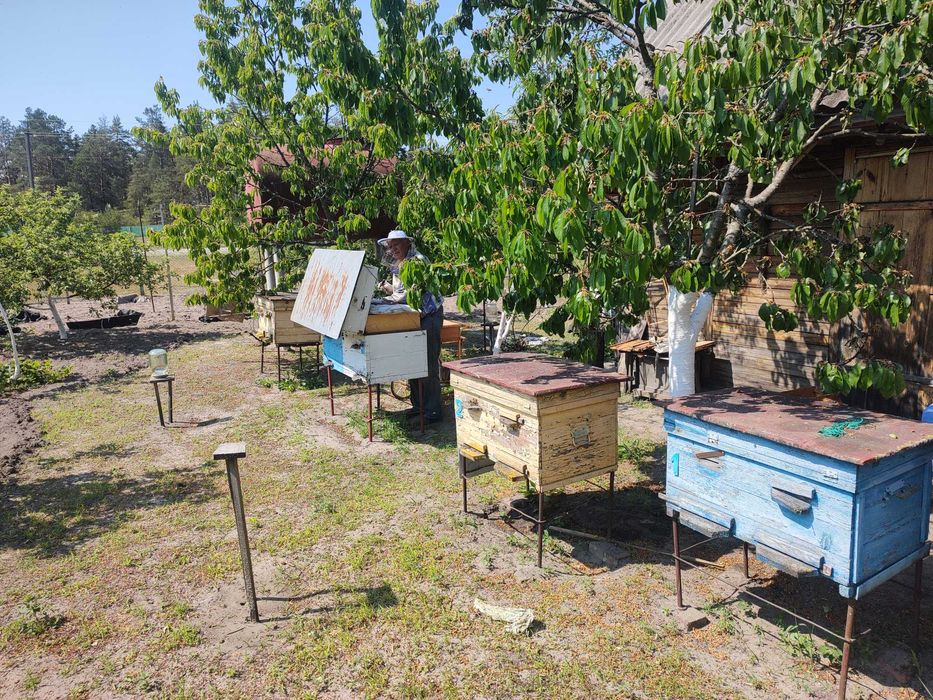 Вулики з бджолосім"ями