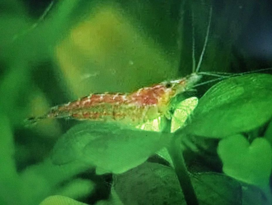 Młode-zdrowe krewetki ok.2 cm-1 zł/szt. z zadbanego akwarium !