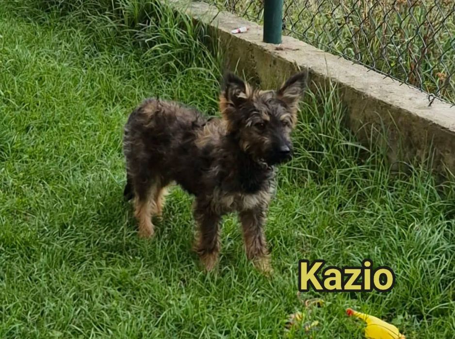 Malutkie Kudłacze do adopcji