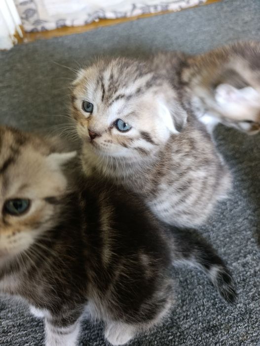 Продам породистих шотландських кошенят