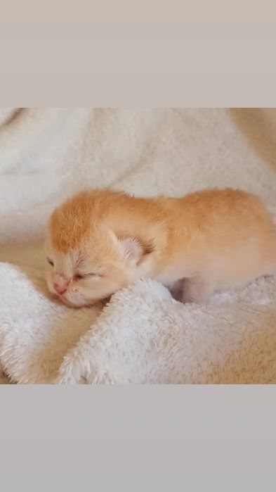Найкращі кошенятка для родини