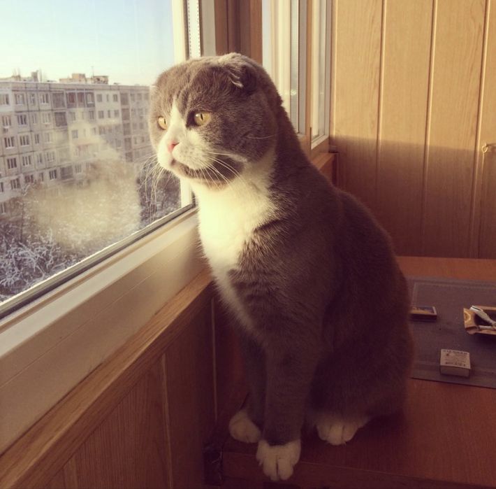 Віддам котят в дбайливі руки