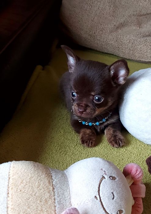 Espetacular Fêmea Chihuahua