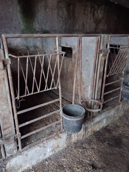 Cornadis para vitelos